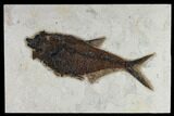 Fossil Fish (Diplomystus) - Inch Layer, Green River Formation #119465-1